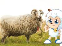 喜羊羊与灰太狼：探寻羊们的现实原型，暖羊羊的种族濒临灭绝