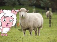 喜羊羊与灰太狼：探寻羊们的现实原型，暖羊羊的种族濒临灭绝