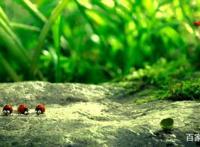 全片无台词，对话靠脑补，看过这三部动画片的人都不简单