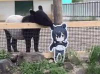 《兽娘动物园》中的濒危动物们，现在究竟怎么样了？