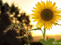 狮子座2022年3月发展，缺乏沟通导致矛盾出现，情绪一忍再忍