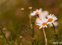 狮子座2022年3月发展，缺乏沟通导致矛盾出现，情绪一忍再忍