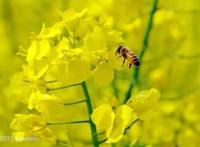 3月最值得去的十个地方，第五个居然是去美人谷“调戏”仙女！