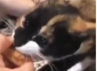 漫画《狂女重生：纨绔七皇妃》：前世她遭遇亲情，爱情双重背叛？