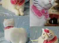 三丽鸥让HelloKitty去拍电影了？|NewLine日本文化