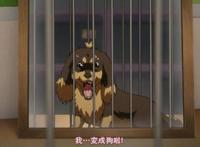 最让人羡慕的几位后宫番男主，就算重生到腊肠狗身上，照样开后宫