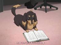 最让人羡慕的几位后宫番男主，就算重生到腊肠狗身上，照样开后宫