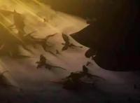 据说触手对天使特别有效，这部动漫的神界大战一触即发