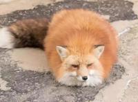 从动漫到虚拟主播，为什么阿宅们这么喜欢吸狐狸？