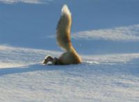 你知道现实与动漫中狐狸的差距吗？