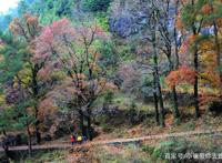 南京周边小众景点徒步路线，以漫山枫树著名，如今到了最佳观赏期