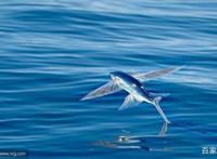 在海洋与天空之中自由翱翔的飞鱼，是怎样做到的？