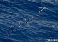 在海洋与天空之中自由翱翔的飞鱼，是怎样做到的？