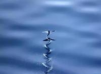 在海洋与天空之中自由翱翔的飞鱼，是怎样做到的？