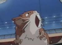 《宝可梦》大概是蛮干换命的经典代表，冷门却很有趣的拉达！