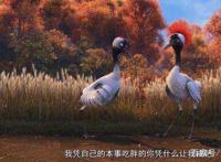 国产小黄鸭动画大电影《妈妈咪鸭》,一部满是套路的电影