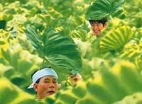 7月30日《菊次郎的夏天》宫崎骏久石让动漫作品音乐会郑州站来袭