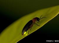 南京有一景区真实还原动漫《萤火之森》场景，游客：美哭了！