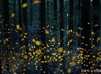 南京有一景区真实还原动漫《萤火之森》场景，游客：美哭了！