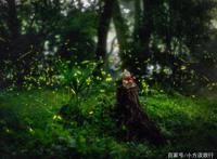 南京有一景区真实还原动漫《萤火之森》场景，游客：美哭了！