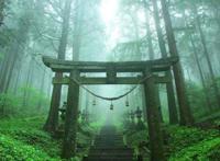 治愈动漫《萤火之森》取景地,森林里的神社仿佛仙境