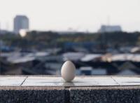 多角度走近奇蛋物语，这部番有多少神奇之处让人惊叹不已？