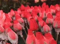 一大波活动来袭，玩足19天！全国都将羡慕在广州过年的人！