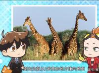 一月新番：天地创造设计部，好玩又能科普动物知识的动漫！