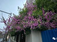 田林路上，不断更新迭代，开出那么多小店｜沈轶伦