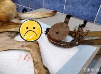 山路传来凄惨叫声，三只流浪狗陆续遇害，不幸1死2重伤！