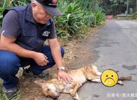 山路传来凄惨叫声，三只流浪狗陆续遇害，不幸1死2重伤！