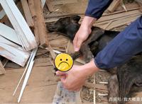 山路传来凄惨叫声，三只流浪狗陆续遇害，不幸1死2重伤！