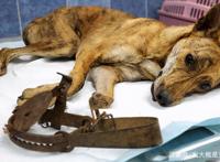 山路传来凄惨叫声，三只流浪狗陆续遇害，不幸1死2重伤！