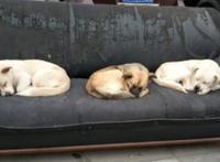 三只流浪狗把旧沙发当家，看到这一幕女孩不忍心上前打扰，好温馨