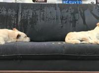 三只流浪狗把旧沙发当家，看到这一幕女孩不忍心上前打扰，好温馨