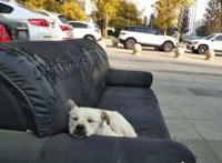 三只流浪狗把旧沙发当家，看到这一幕女孩不忍心上前打扰，好温馨