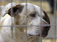 三名儿童被咬死印度村民怒杀13只流浪狗