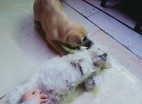 三只可爱的流浪狗，今晚只看见两只超可爱