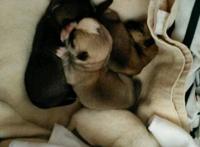 下班路上捡到四只流浪狗，打开盒子路人后退三步女孩：我不介意