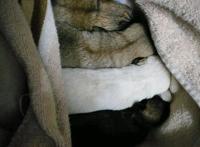 下班路上捡到四只流浪狗，打开盒子路人后退三步女孩：我不介意