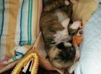 下班路上捡到四只流浪狗，打开盒子路人后退三步女孩：我不介意