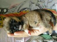 下班路上捡到四只流浪狗，打开盒子路人后退三步女孩：我不介意