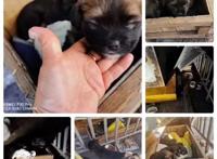 流浪狗妈被主人抛弃，带着三只小狗，见人就粘，拼命摇尾求助