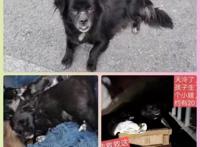 流浪狗妈被主人抛弃，带着三只小狗，见人就粘，拼命摇尾求助