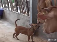 男子收养了一只流浪狗，狗狗突发疾病，男子卖了三头牛给它治病！