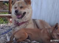 男子收养了一只流浪狗，狗狗突发疾病，男子卖了三头牛给它治病！