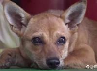 男子收养了一只流浪狗，狗狗突发疾病，男子卖了三头牛给它治病！