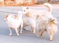 流浪狗成群结队欺负人，男子抓了三只，最后一只为了同伴自投罗网