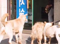 流浪狗成群结队欺负人，男子抓了三只，最后一只为了同伴自投罗网