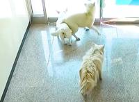 流浪狗成群结队欺负人，男子抓了三只，最后一只为了同伴自投罗网